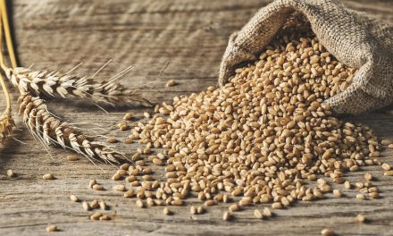 Tanaman Serealia Atau Jenis Gandum Yang Banyak Manfaat