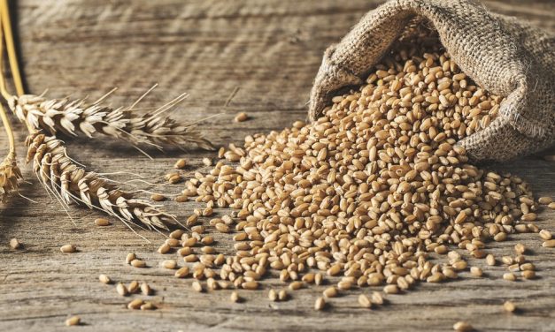 Tanaman Serealia Atau Jenis Gandum Yang Banyak Manfaat