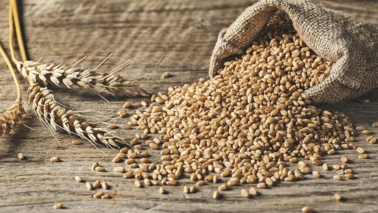 Tanaman Serealia Atau Jenis Gandum Yang Banyak Manfaat