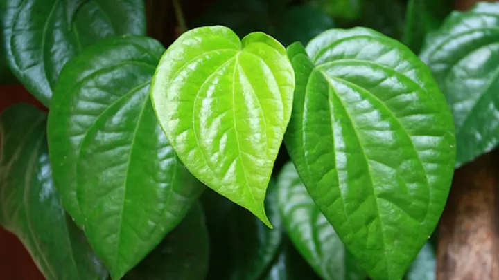 Tanaman Dedaunan Sirih Sebagai Antiseptik Alami