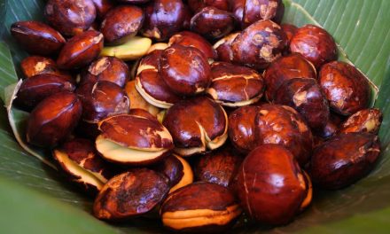 Hidangan Nikmat Jengkol Namun Beraroma Bau Menyengat