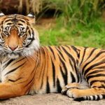 Hewan Buas Harimau Sebagai Pemakan Daging Karnivora