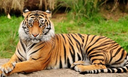 Hewan Buas Harimau Sebagai Pemakan Daging Karnivora