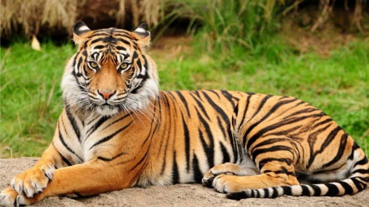 Hewan Buas Harimau Sebagai Pemakan Daging Karnivora