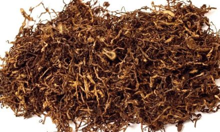 Tumbuhan Daun Tembakau Yang Di Olah Untuk Rokok