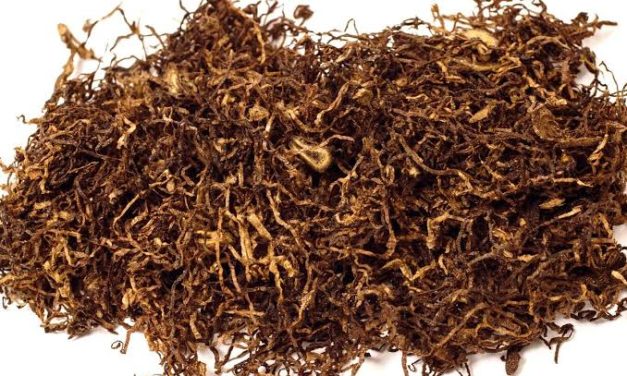 Tumbuhan Daun Tembakau Yang Di Olah Untuk Rokok