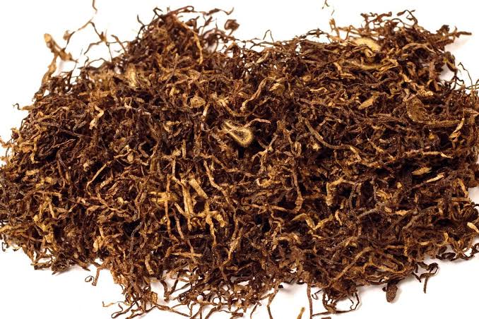 Tumbuhan Daun Tembakau Yang Di Olah Untuk Rokok