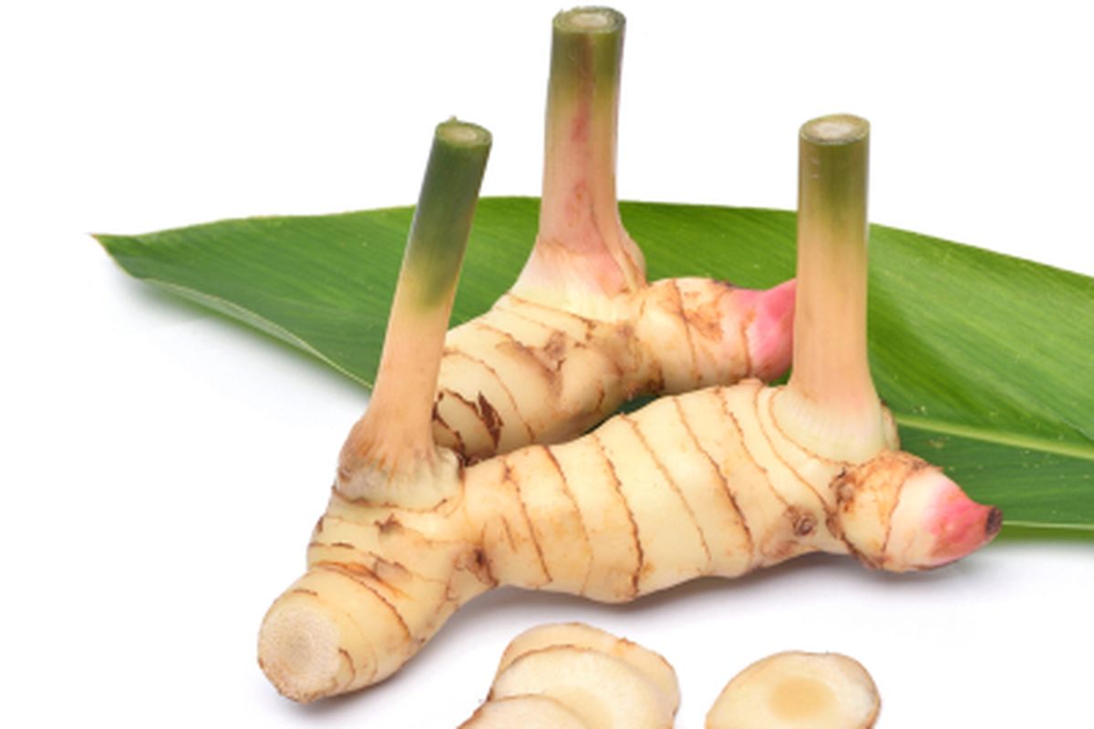 Bahan Rempah Lengkuas Dengan Penggunaannya Memasak