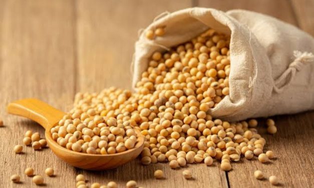 Suatu Bahan Kedelai Sebagai Olahan Tempe Dan Lainnya
